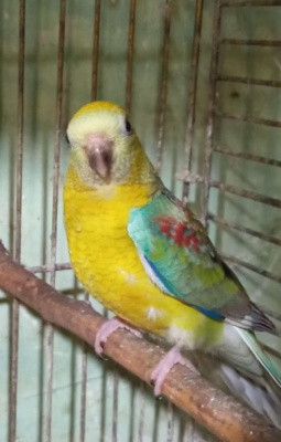 Попугай Певчий Желтый Пестрый